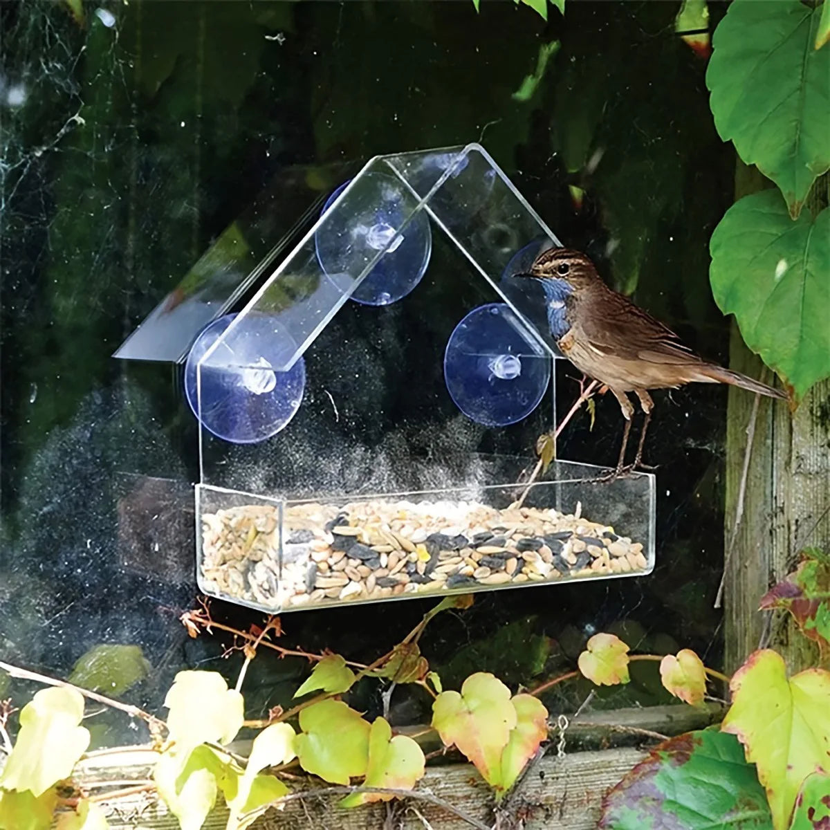Vogelkäfig aus Acryl, Kolibri-Futterhaus, transparenter Wildtisch, abnehmbare Saugnäpfe, verschiebbare Futterschale, an der Wand montierter Futterspender