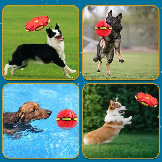 Pet Flying Saucer Ball