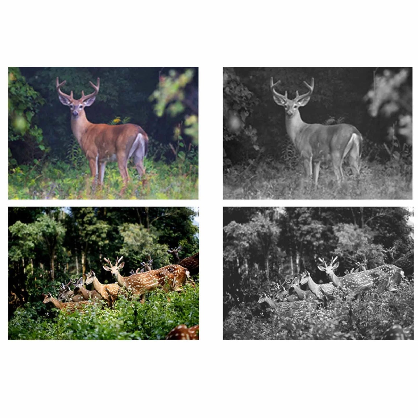 HD Infrared Night Vision Trail Camera 2.0inch TFT Display 1920x1080P IP66 Waterproof Outdoor Wildlife Hunting Camera